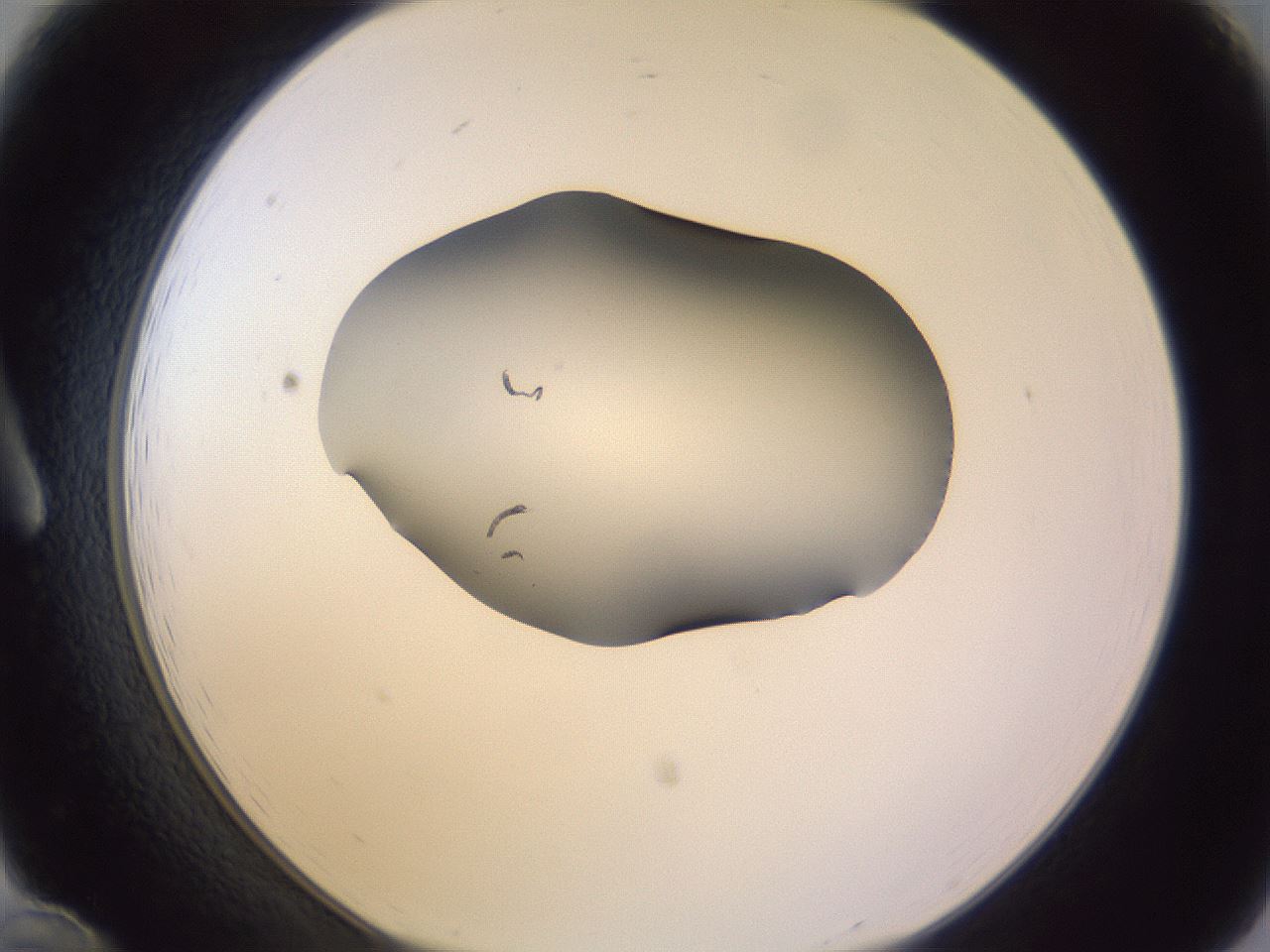 folderID353_plateID1353_batchID4708_wellNum12_profileID1_d1_r81719_ef.jpg
