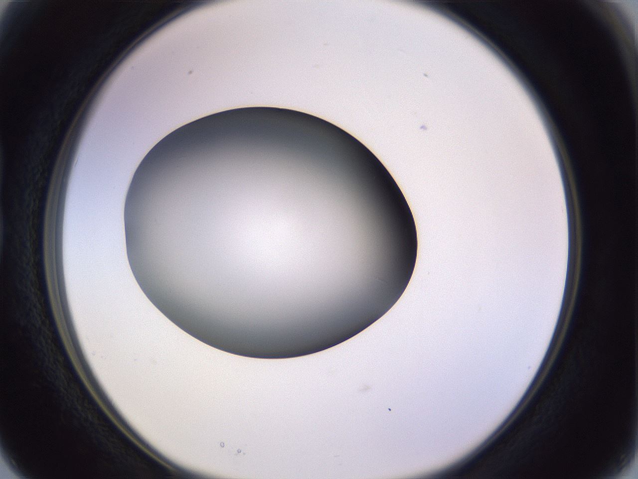 folderID353_plateID1353_batchID4708_wellNum15_profileID1_d1_r81722_ef.jpg
