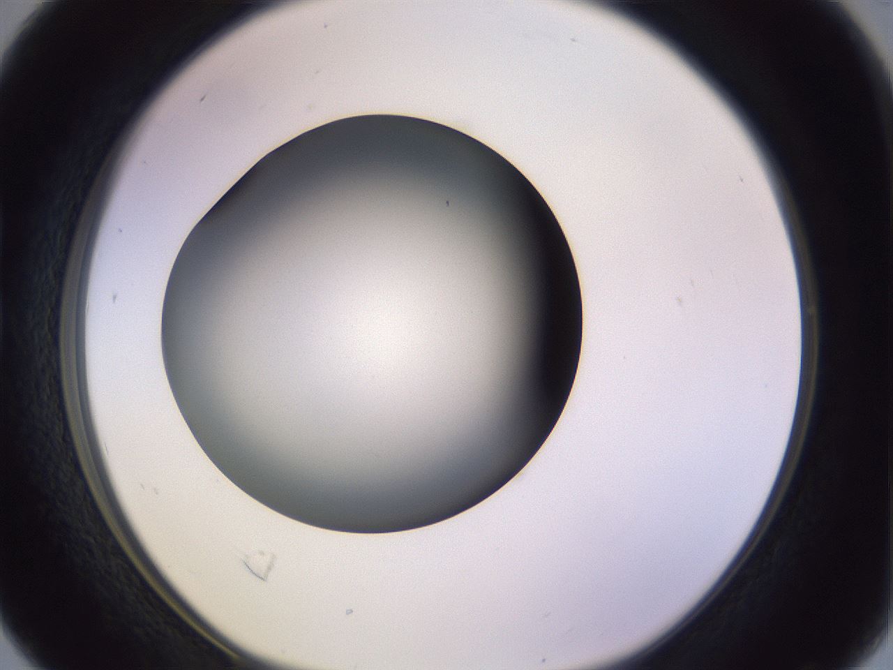folderID353_plateID1353_batchID4708_wellNum16_profileID1_d1_r81723_ef.jpg