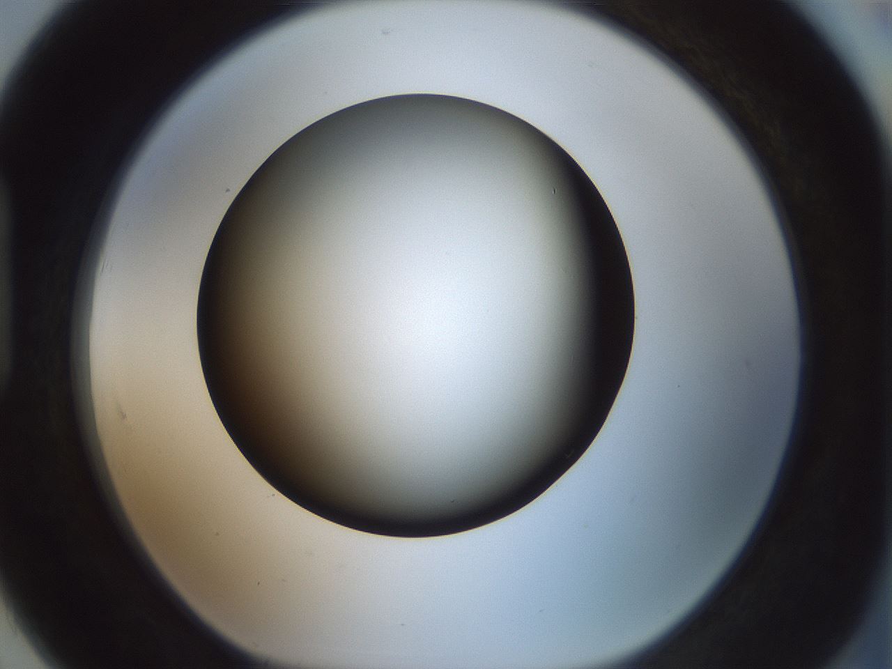 folderID352_plateID1352_batchID4709_wellNum91_profileID1_d1_r81894_ef.jpg