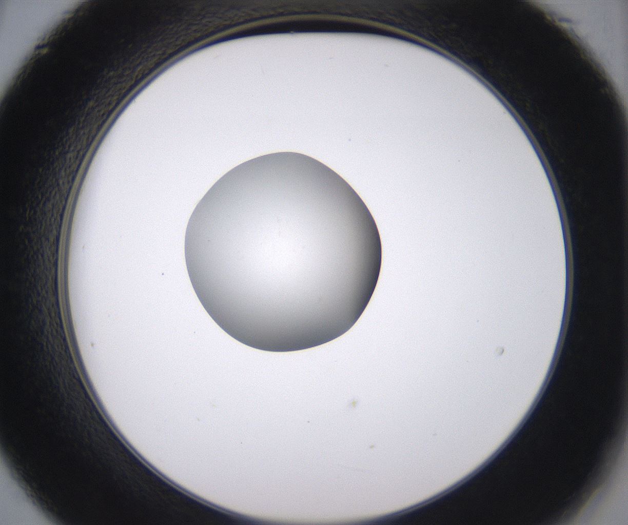folderID352_plateID2352_batchID11076_wellNum21_profileID1_d2_r166956_ef.jpg