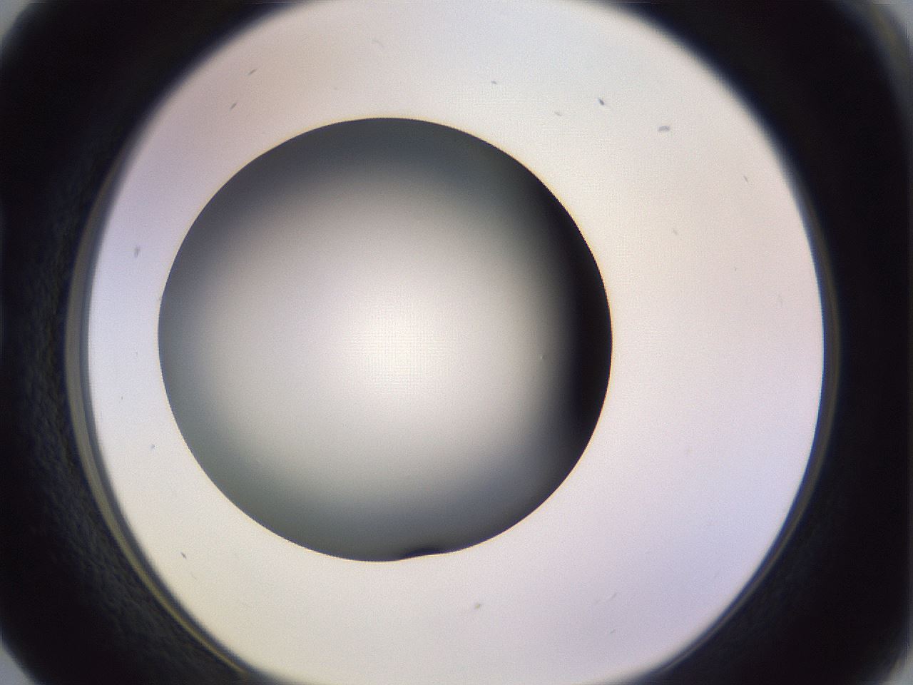 folderID353_plateID1353_batchID4708_wellNum17_profileID1_d1_r81724_ef.jpg