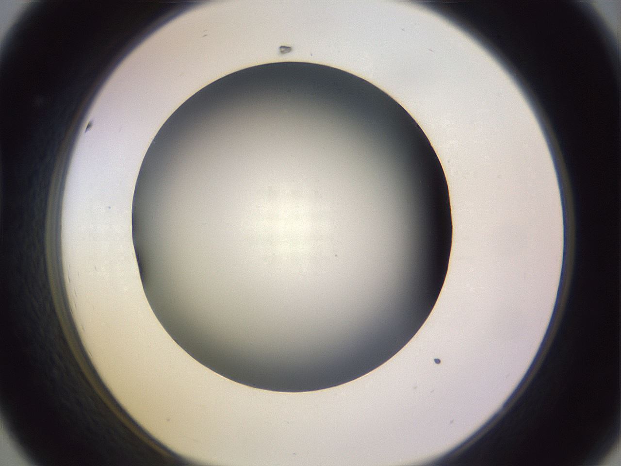 folderID353_plateID1353_batchID4708_wellNum44_profileID1_d1_r81751_ef.jpg