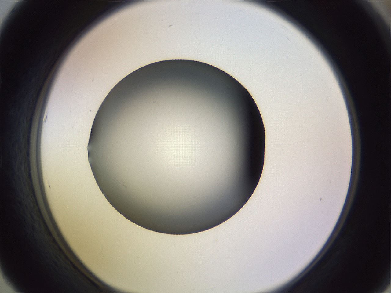 folderID353_plateID1353_batchID4708_wellNum53_profileID1_d1_r81760_ef.jpg