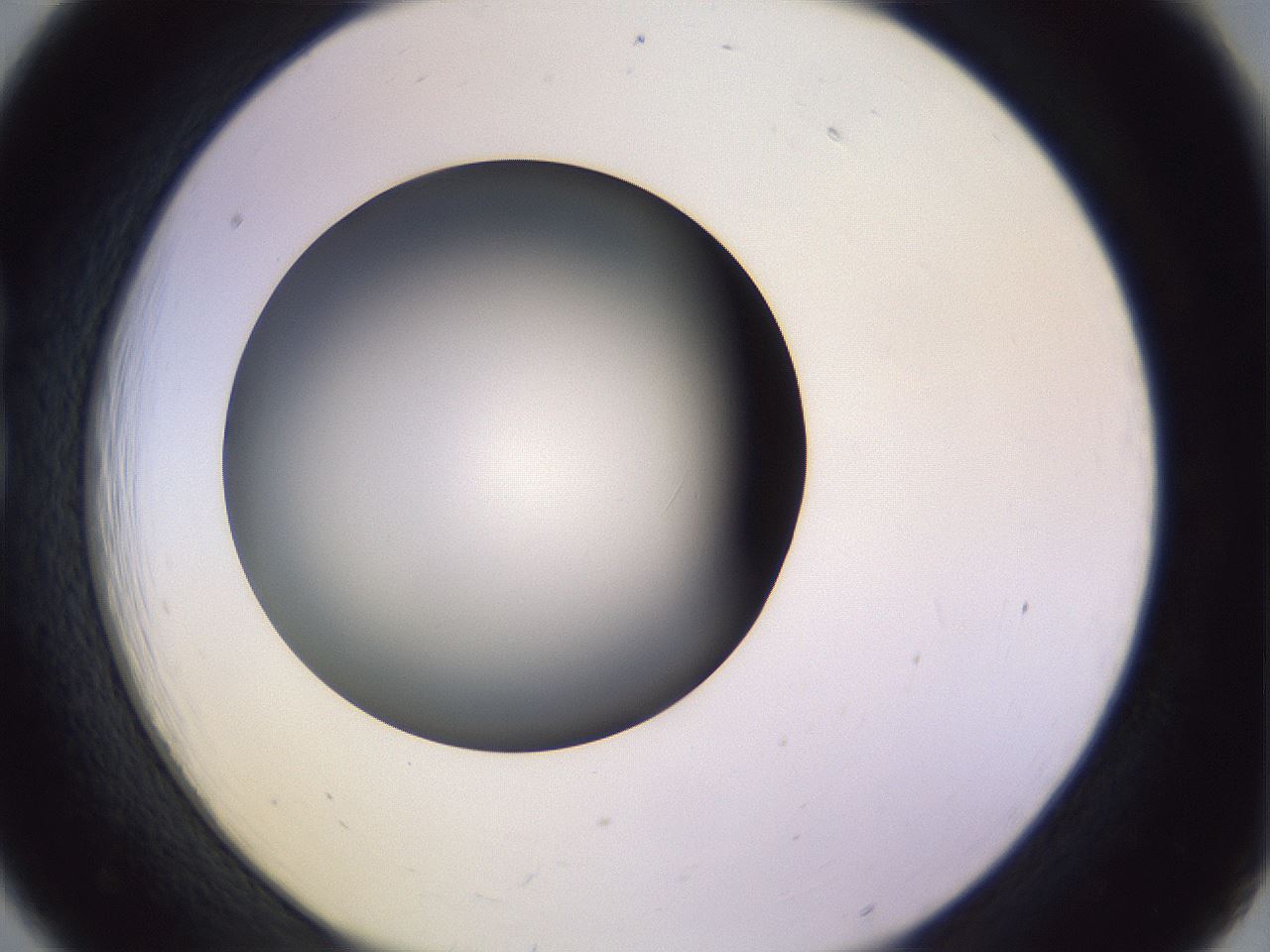 folderID353_plateID1353_batchID4708_wellNum18_profileID1_d1_r81725_ef.jpg