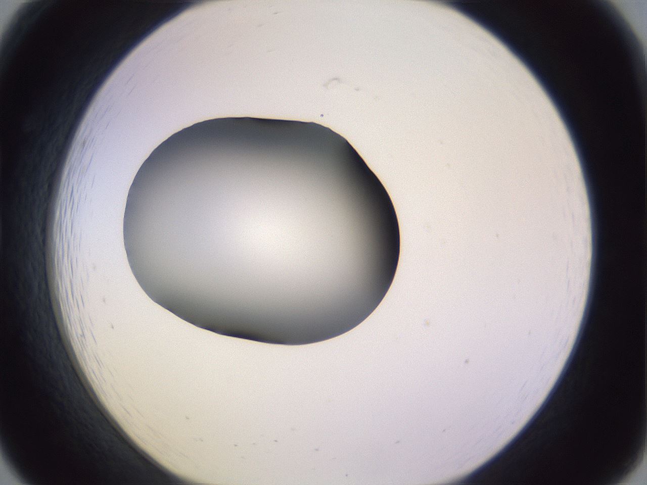 folderID353_plateID1353_batchID4708_wellNum19_profileID1_d1_r81726_ef.jpg