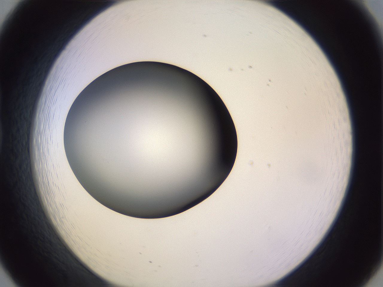 folderID353_plateID1353_batchID4708_wellNum20_profileID1_d1_r81727_ef.jpg
