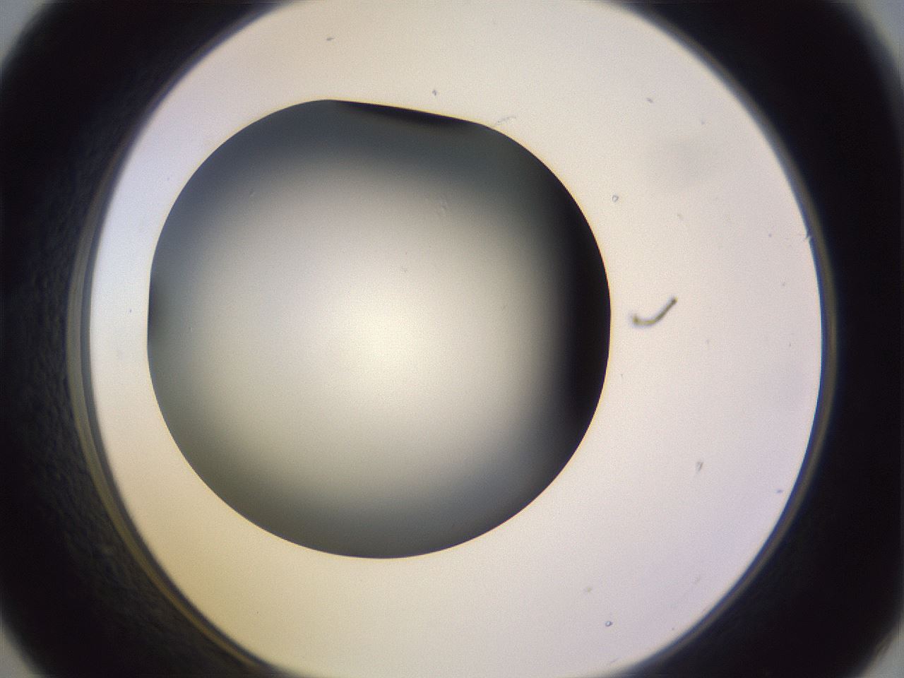 folderID353_plateID1353_batchID4708_wellNum21_profileID1_d1_r81728_ef.jpg