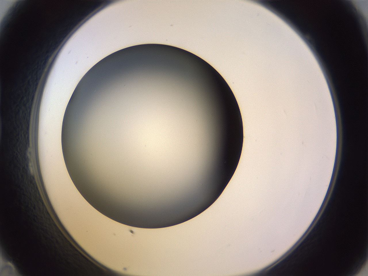 folderID353_plateID1353_batchID4708_wellNum23_profileID1_d1_r81730_ef.jpg