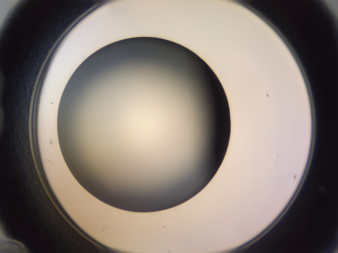 folderID353_plateID1353_batchID4708_wellNum24_profileID1_d1_r81731_ef.jpg