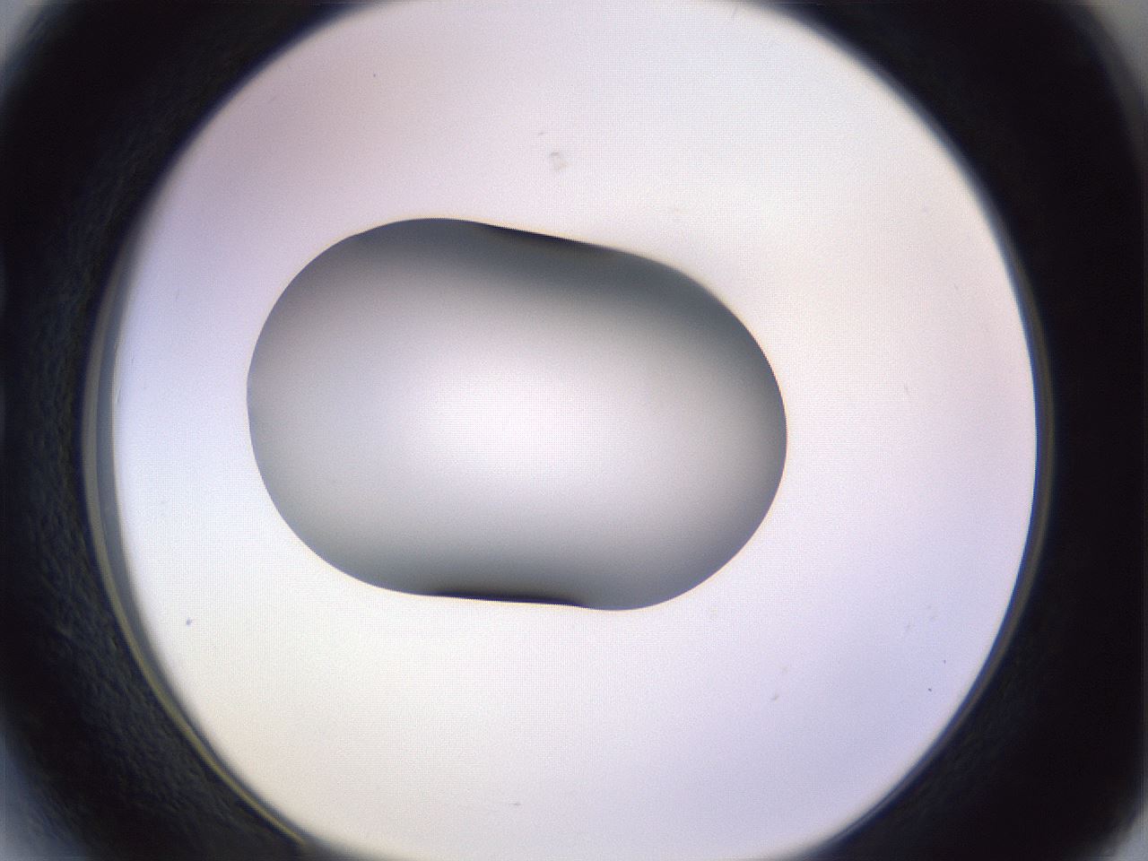 folderID353_plateID1353_batchID4708_wellNum27_profileID1_d1_r81734_ef.jpg