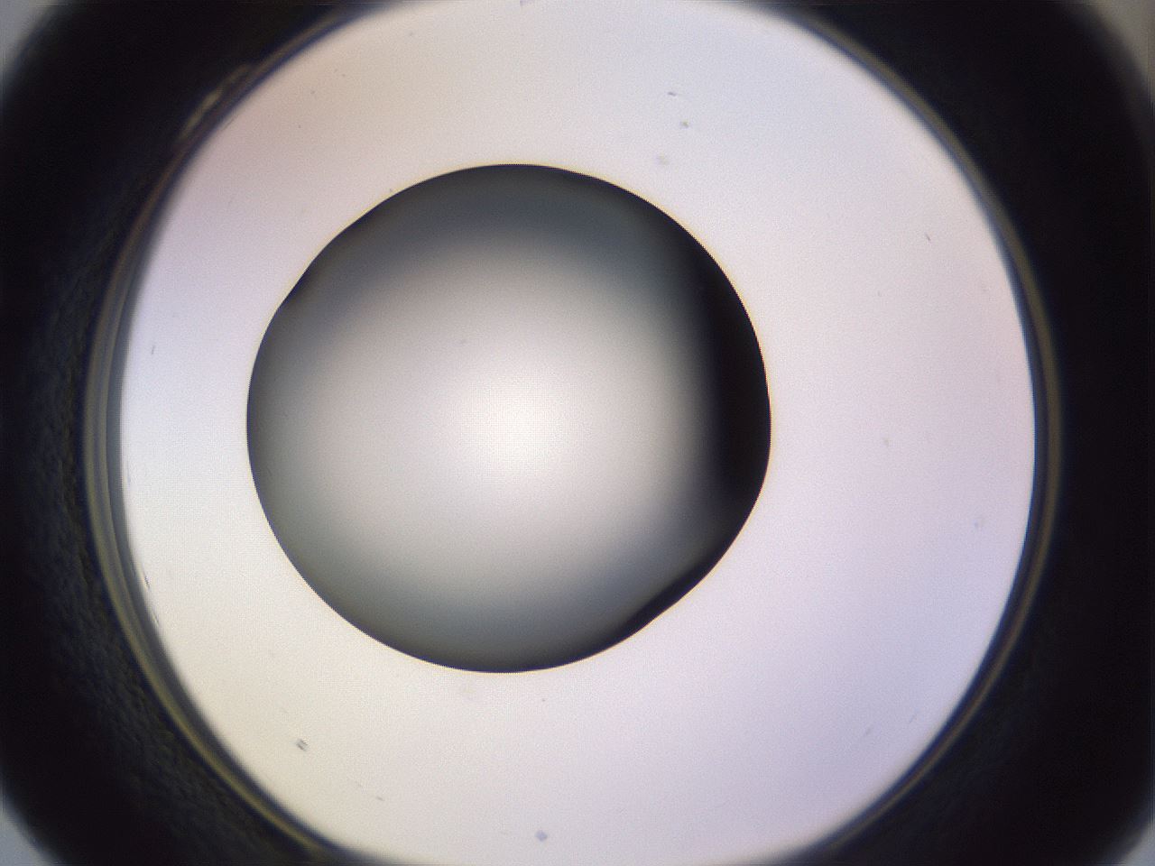 folderID353_plateID1353_batchID4708_wellNum28_profileID1_d1_r81735_ef.jpg
