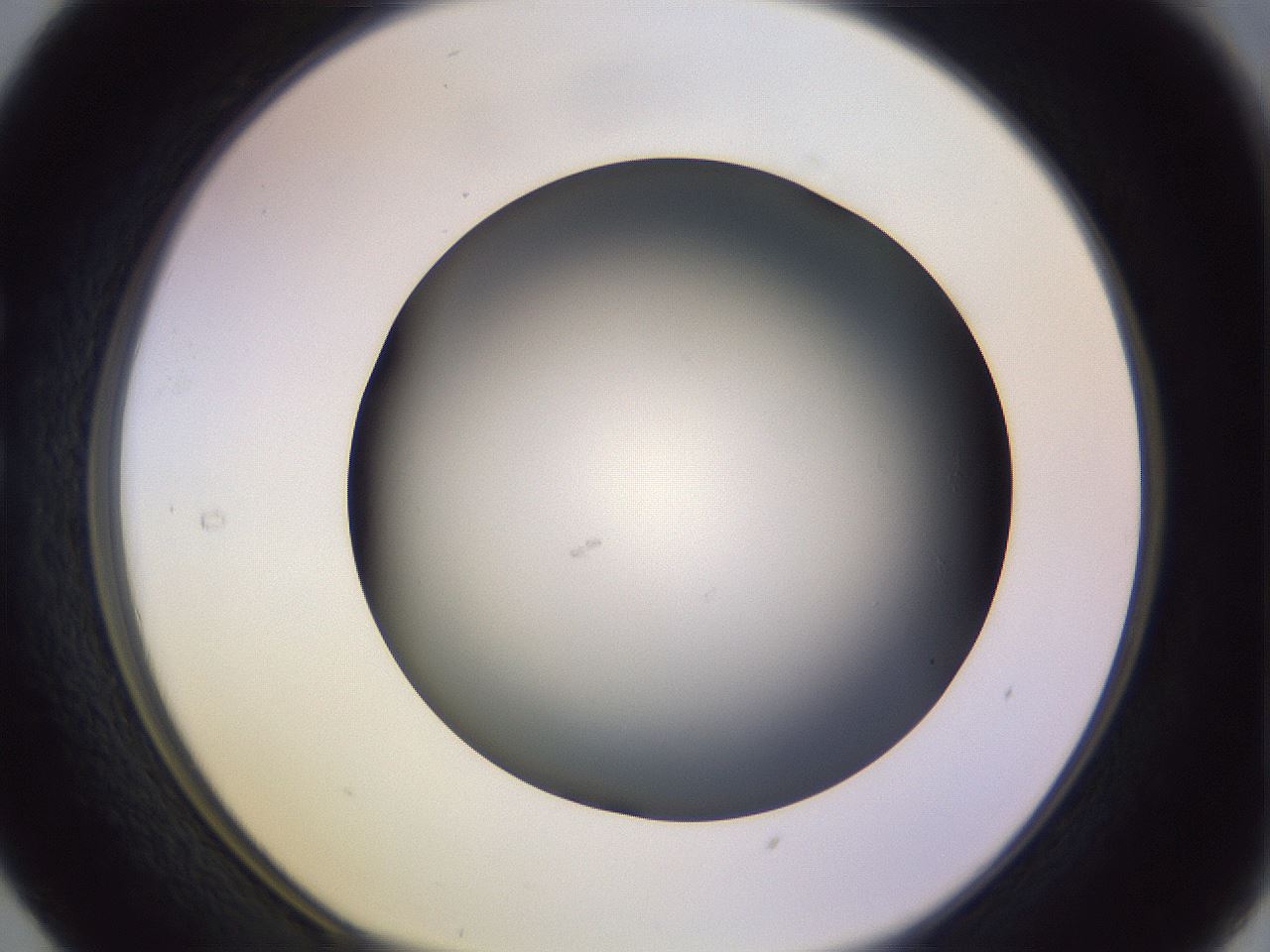 folderID353_plateID1353_batchID4708_wellNum29_profileID1_d1_r81736_ef.jpg