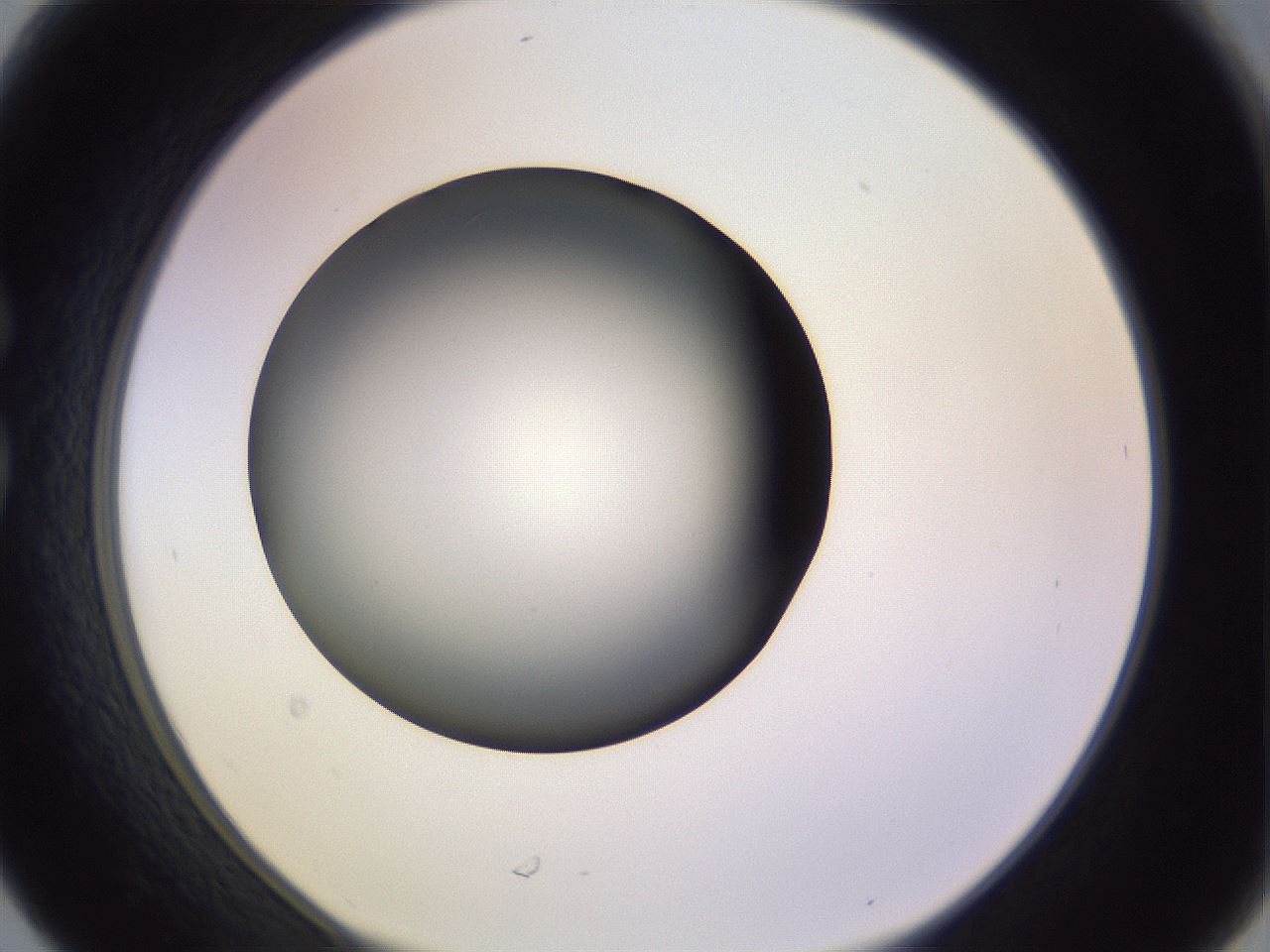 folderID353_plateID1353_batchID4708_wellNum30_profileID1_d1_r81737_ef.jpg