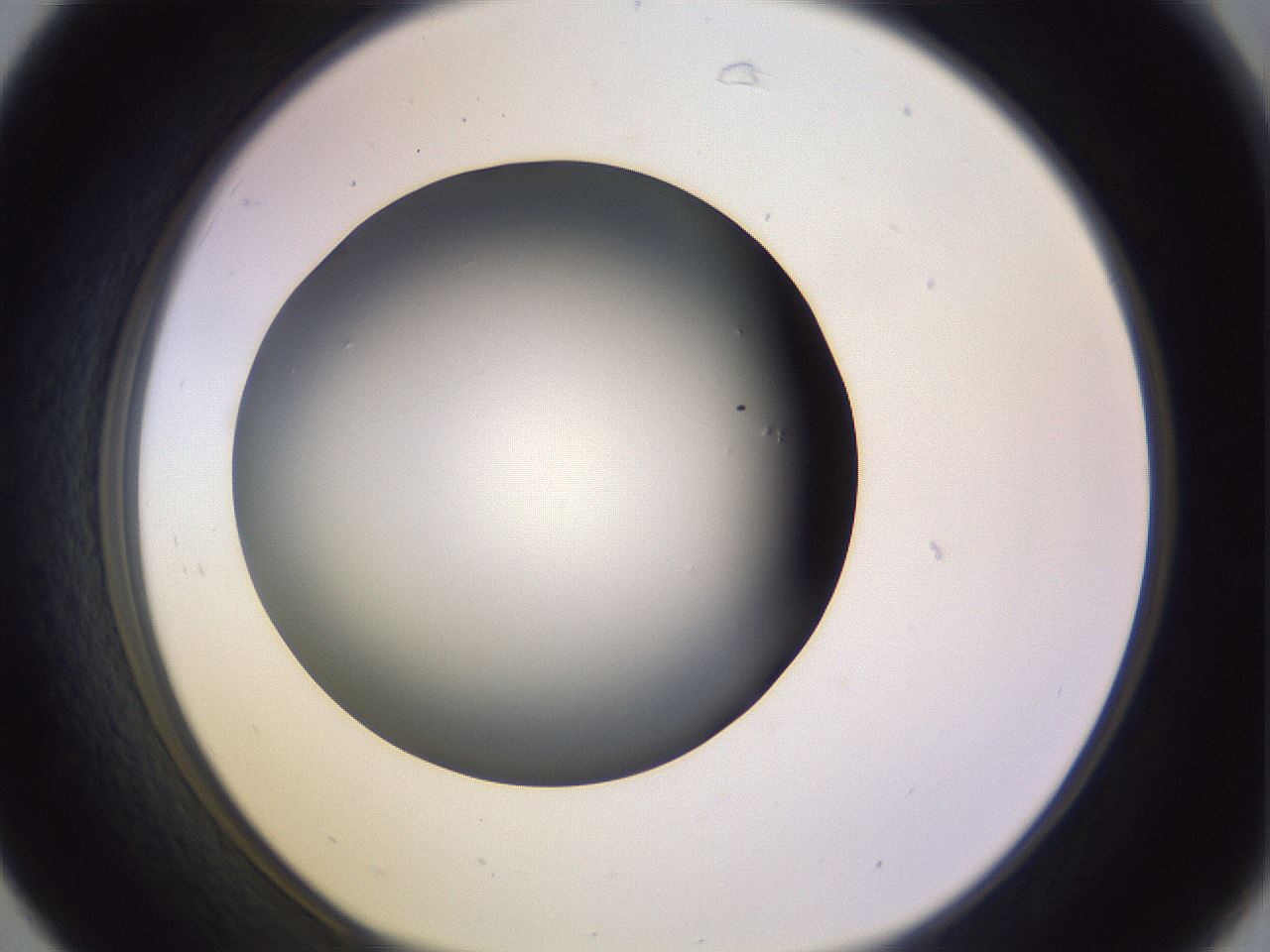 folderID353_plateID1353_batchID4708_wellNum31_profileID1_d1_r81738_ef.jpg