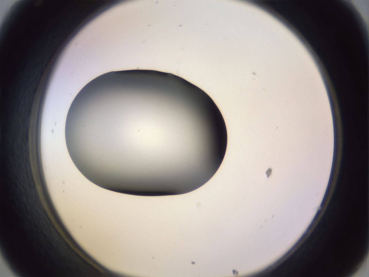 folderID353_plateID1353_batchID4708_wellNum32_profileID1_d1_r81739_ef.jpg