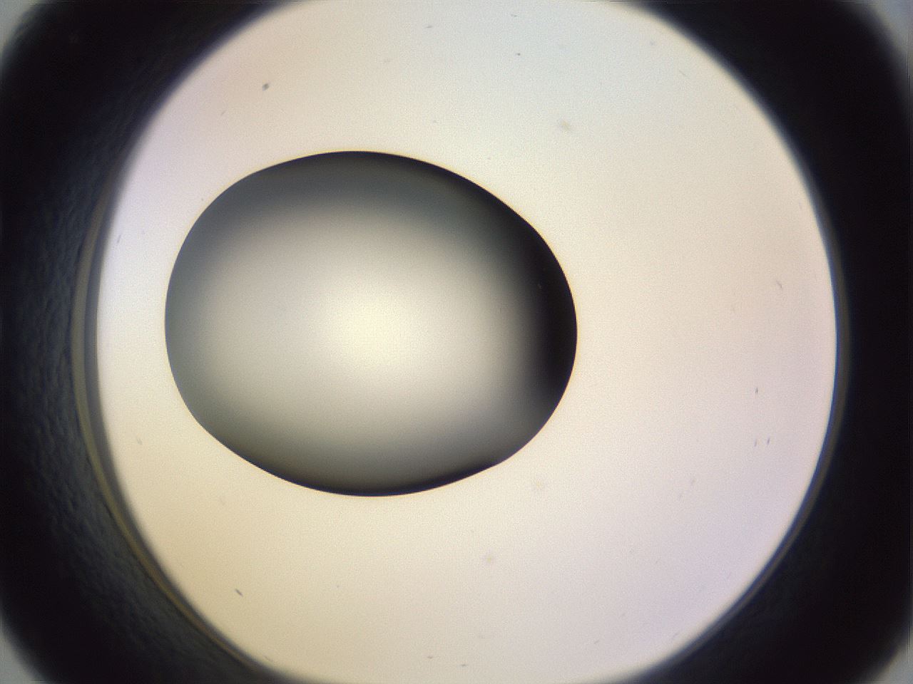folderID353_plateID1353_batchID4708_wellNum33_profileID1_d1_r81740_ef.jpg