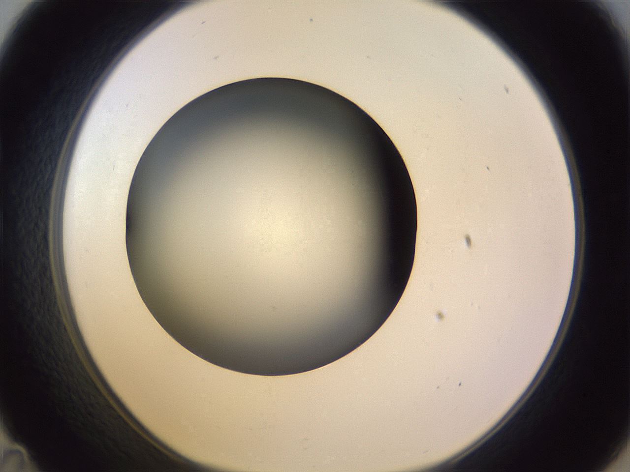 folderID353_plateID1353_batchID4708_wellNum35_profileID1_d1_r81742_ef.jpg