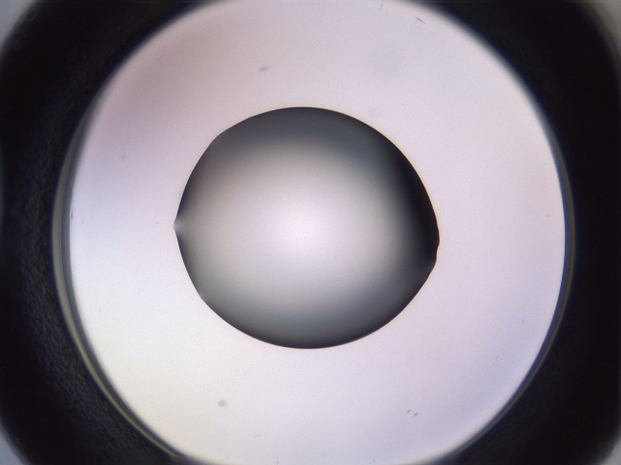 folderID353_plateID1353_batchID4708_wellNum38_profileID1_d1_r81745_ef.jpg