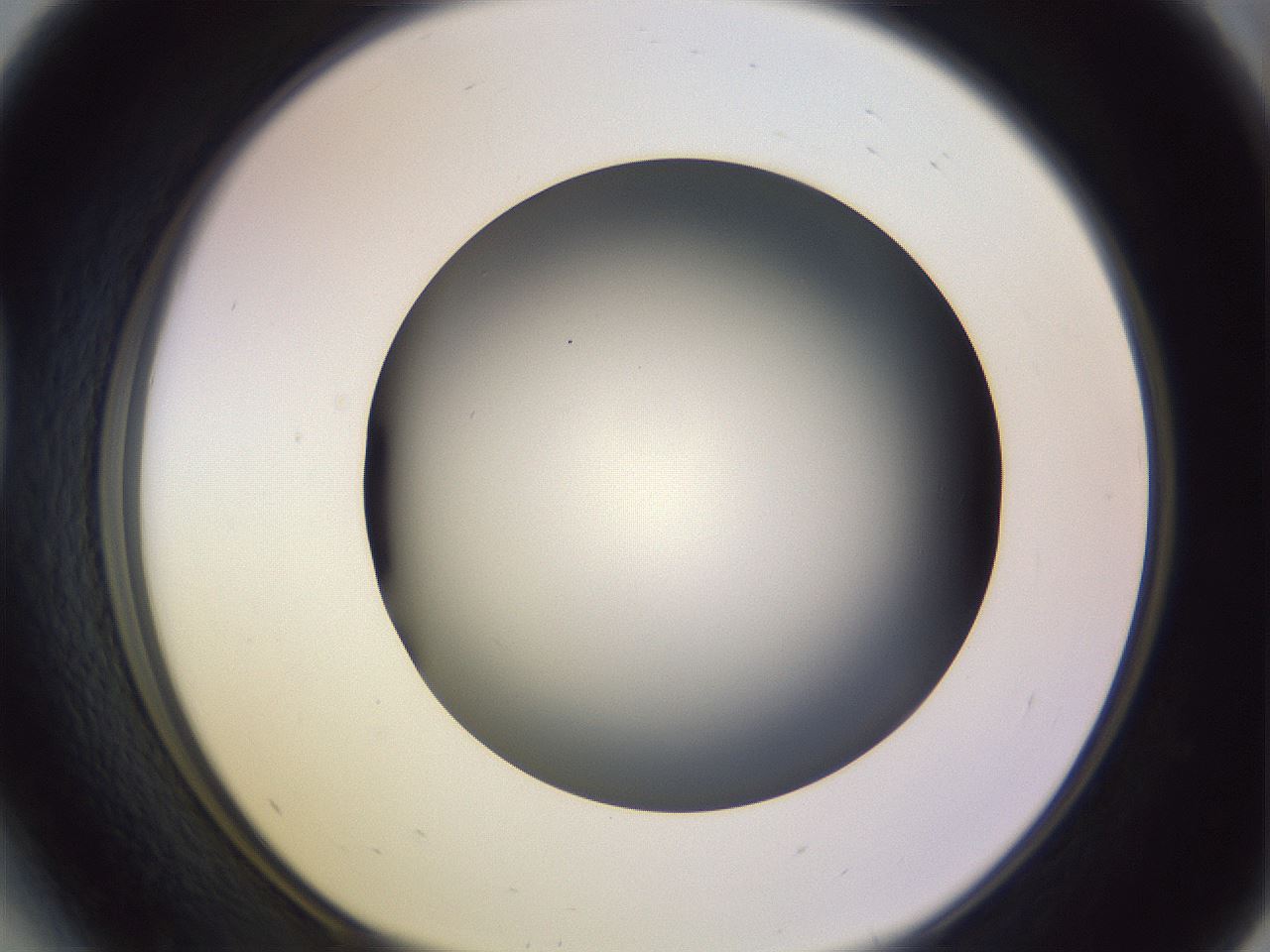 folderID353_plateID1353_batchID4708_wellNum41_profileID1_d1_r81748_ef.jpg