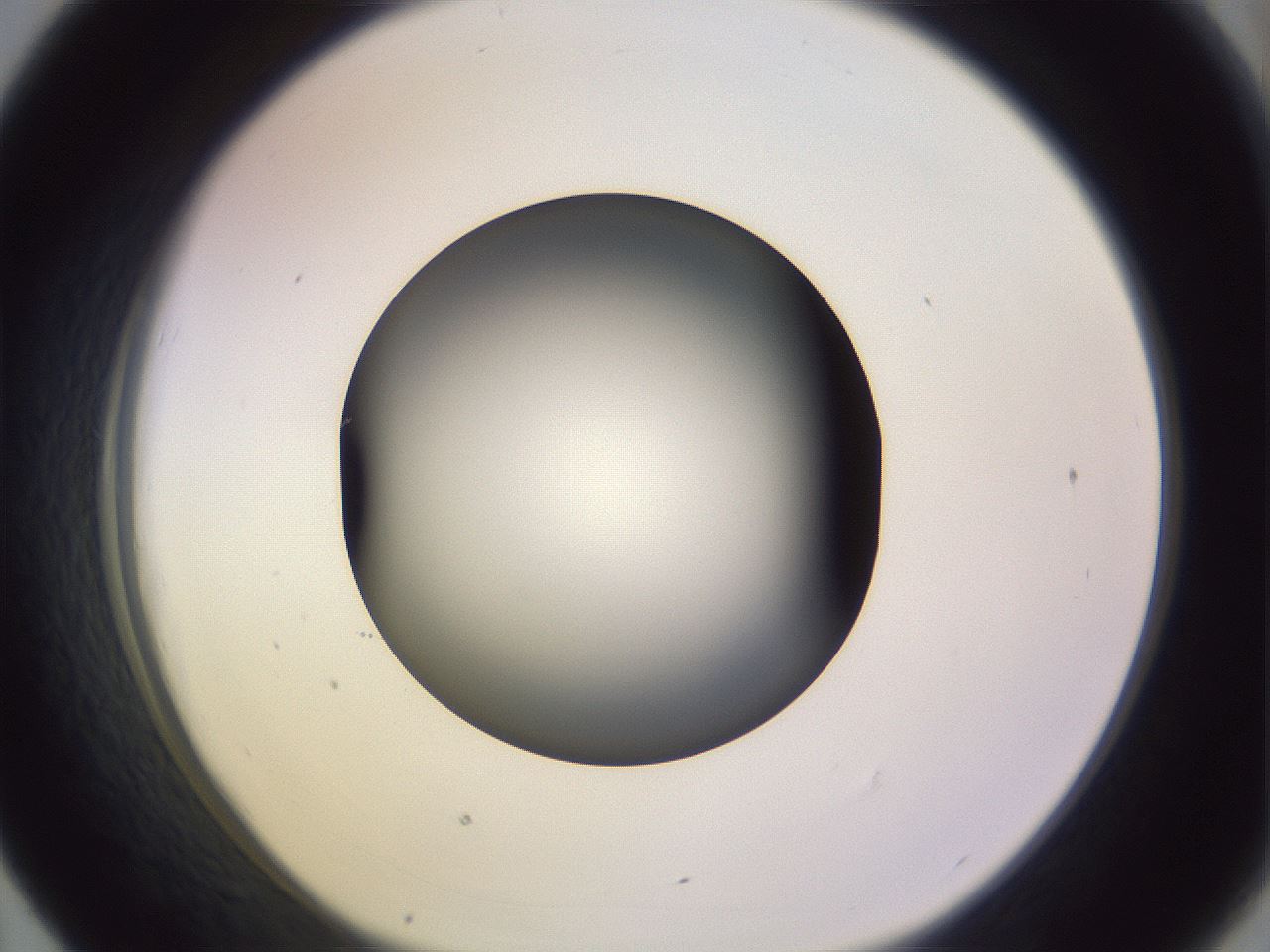 folderID353_plateID1353_batchID4708_wellNum43_profileID1_d1_r81750_ef.jpg