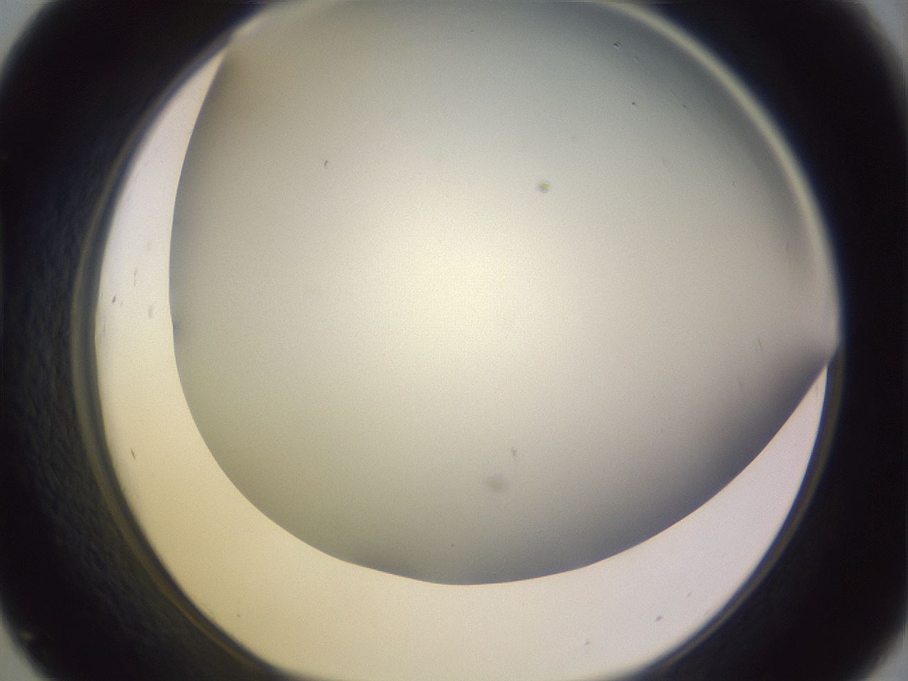 folderID353_plateID1353_batchID4708_wellNum45_profileID1_d1_r81752_ef.jpg