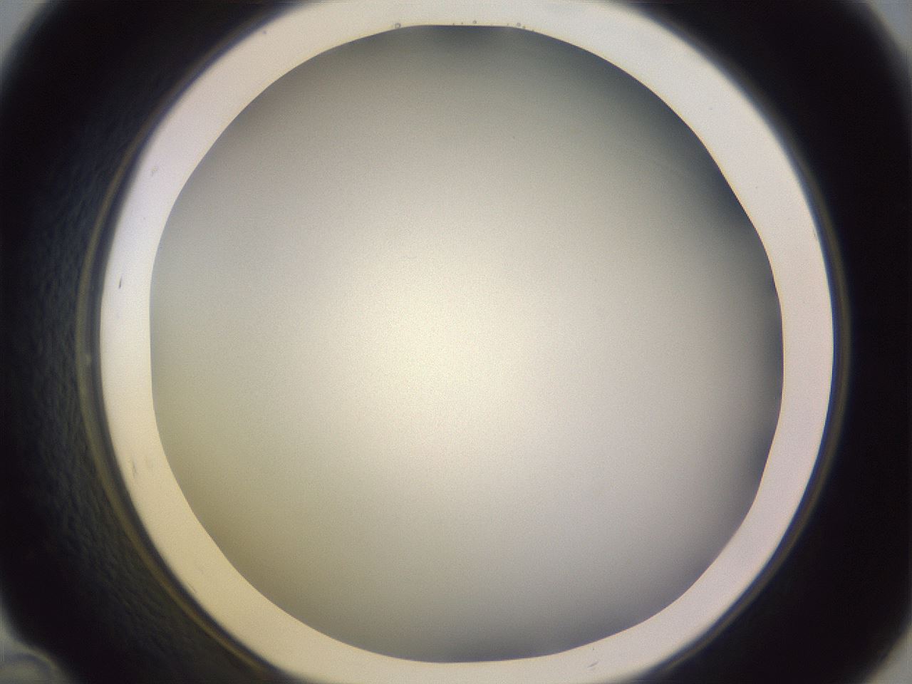 folderID353_plateID1353_batchID4708_wellNum46_profileID1_d1_r81753_ef.jpg