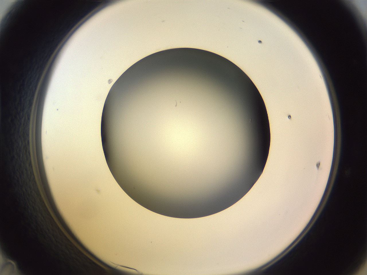 folderID353_plateID1353_batchID4708_wellNum47_profileID1_d1_r81754_ef.jpg