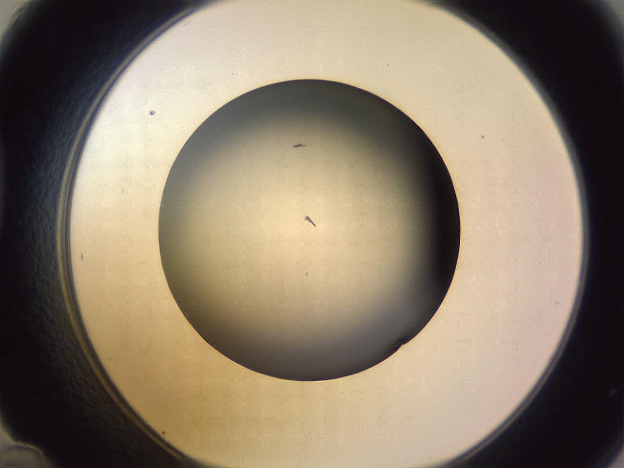 folderID353_plateID1353_batchID4708_wellNum48_profileID1_d1_r81755_ef.jpg