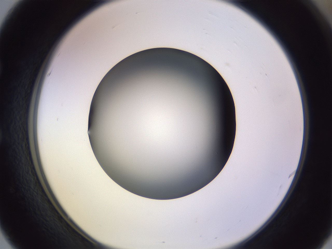 folderID353_plateID1353_batchID4708_wellNum51_profileID1_d1_r81758_ef.jpg