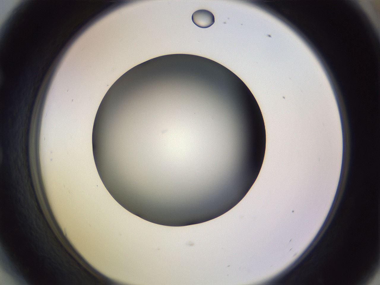 folderID353_plateID1353_batchID4708_wellNum54_profileID1_d1_r81761_ef.jpg