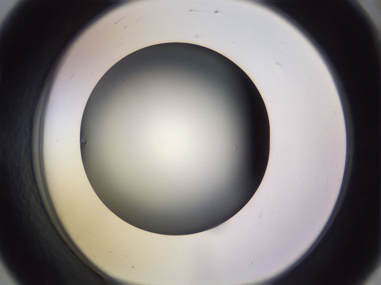 folderID353_plateID1353_batchID4708_wellNum56_profileID1_d1_r81763_ef.jpg