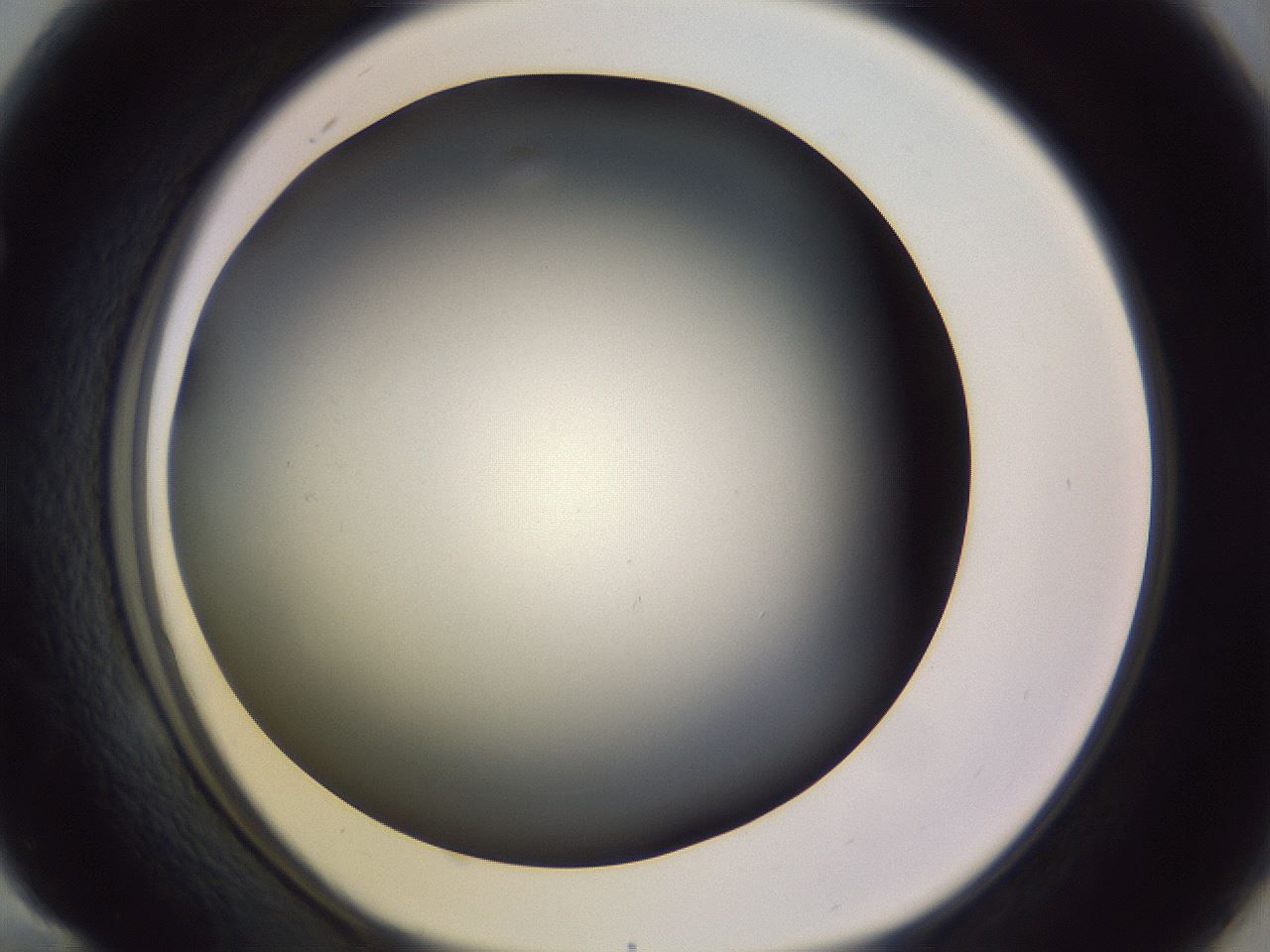 folderID353_plateID1353_batchID4708_wellNum58_profileID1_d1_r81765_ef.jpg