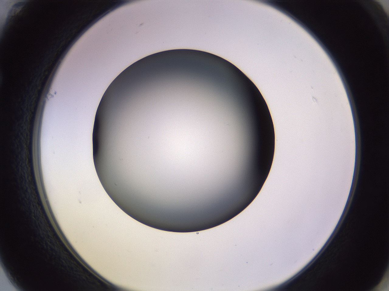 folderID353_plateID1353_batchID4708_wellNum61_profileID1_d1_r81768_ef.jpg