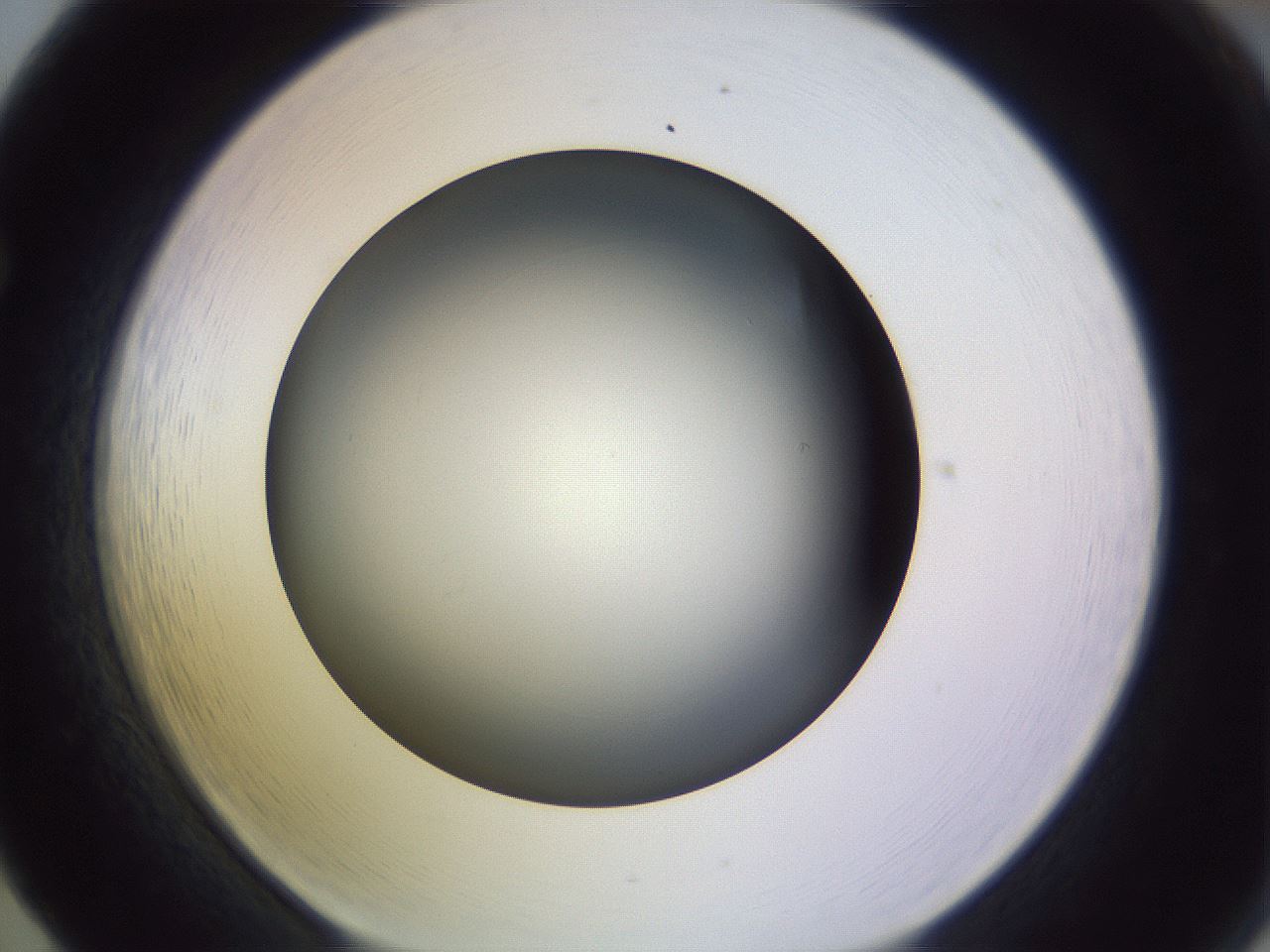 folderID353_plateID1353_batchID4708_wellNum65_profileID1_d1_r81772_ef.jpg