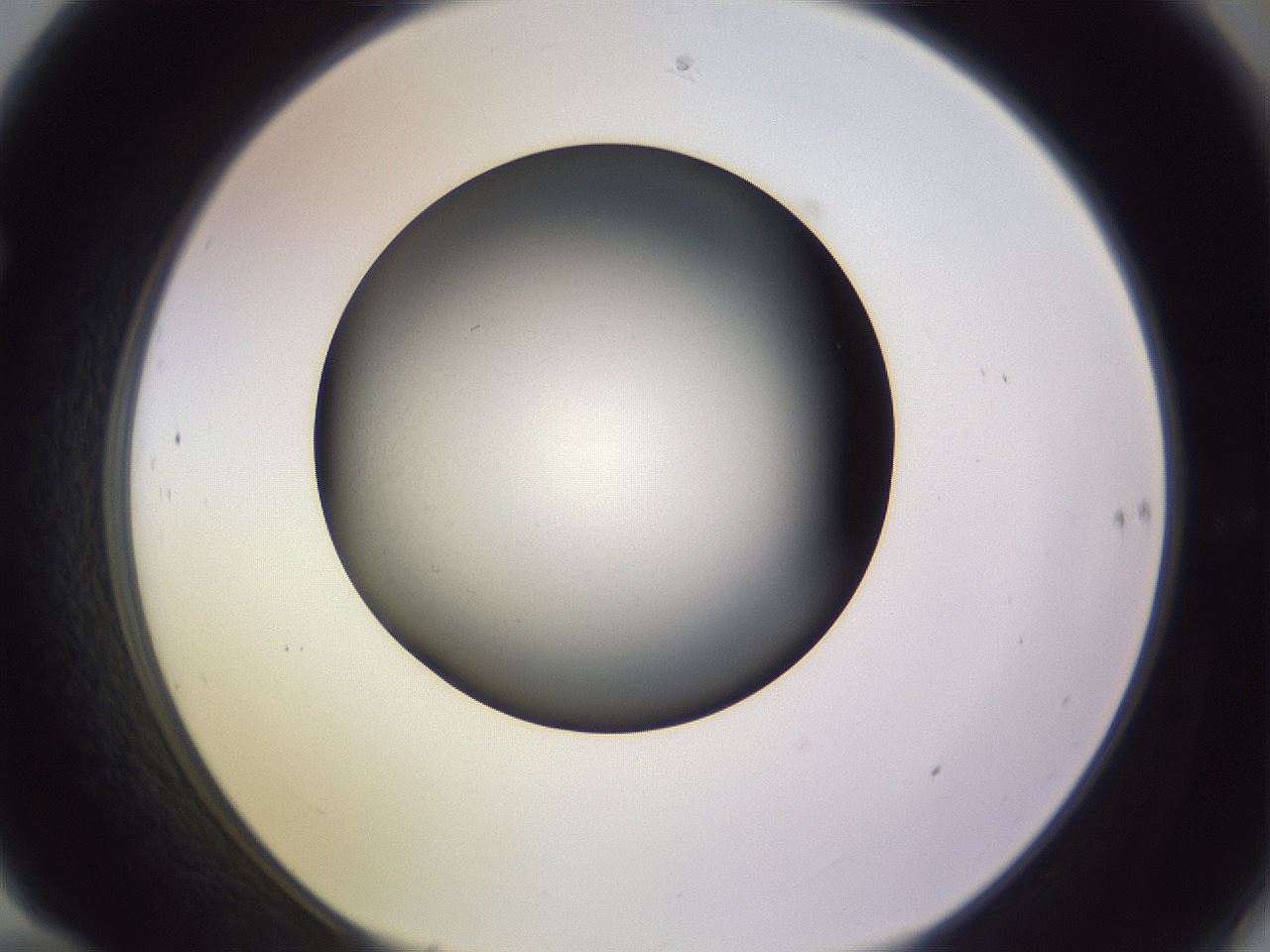 folderID353_plateID1353_batchID4708_wellNum70_profileID1_d1_r81777_ef.jpg