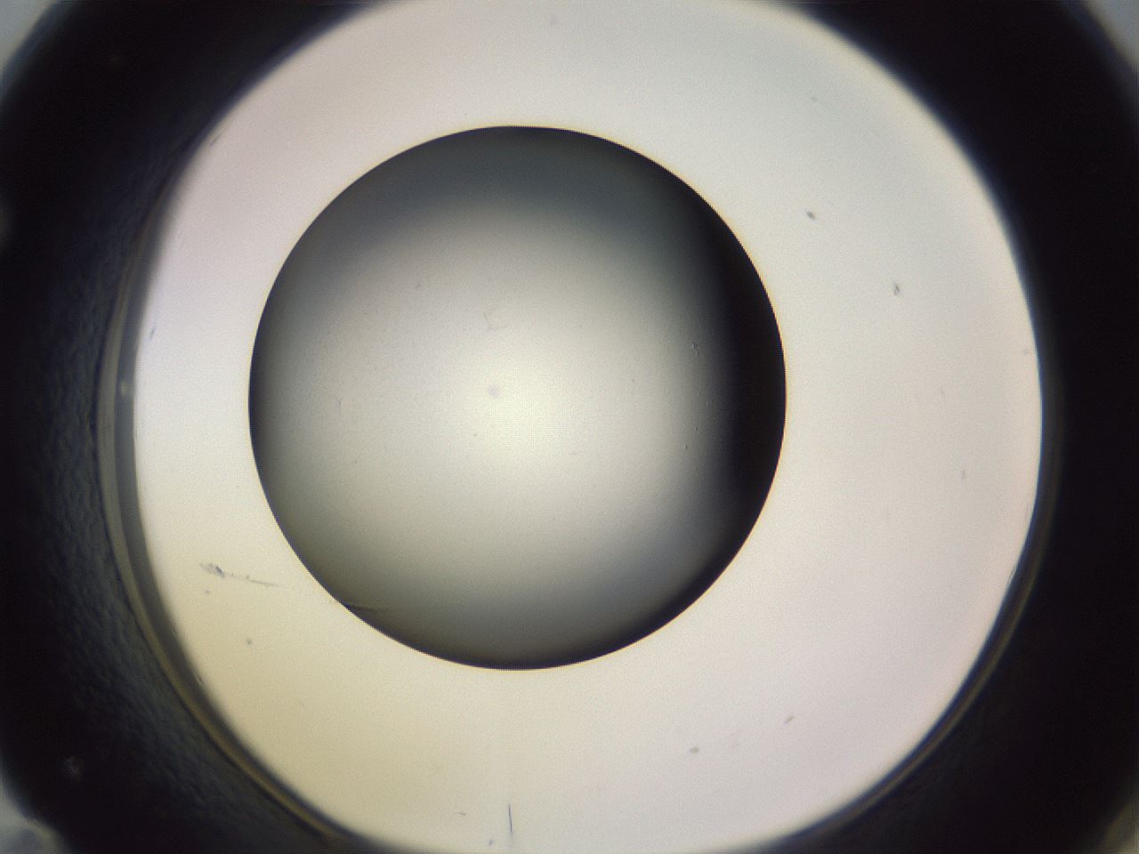 folderID353_plateID1353_batchID4708_wellNum71_profileID1_d1_r81778_ef.jpg