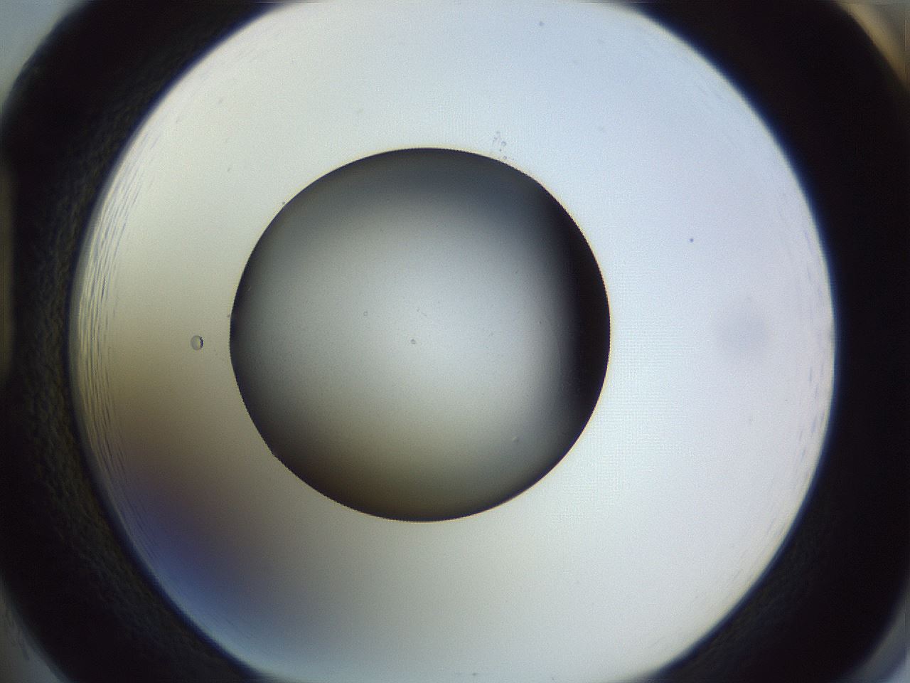folderID353_plateID1353_batchID4708_wellNum85_profileID1_d1_r81792_ef.jpg