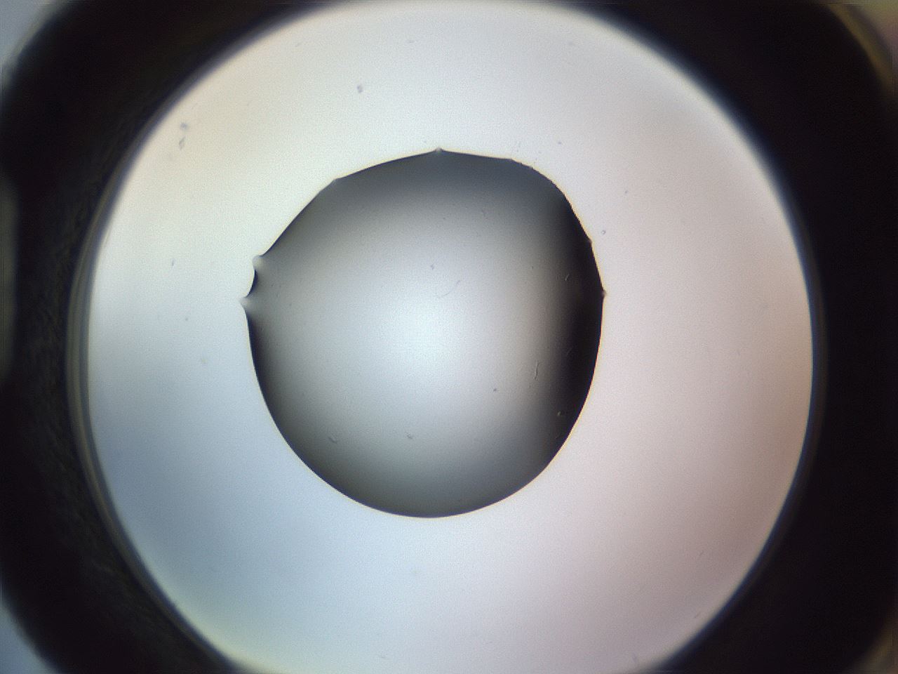 folderID353_plateID1353_batchID4708_wellNum88_profileID1_d1_r81795_ef.jpg
