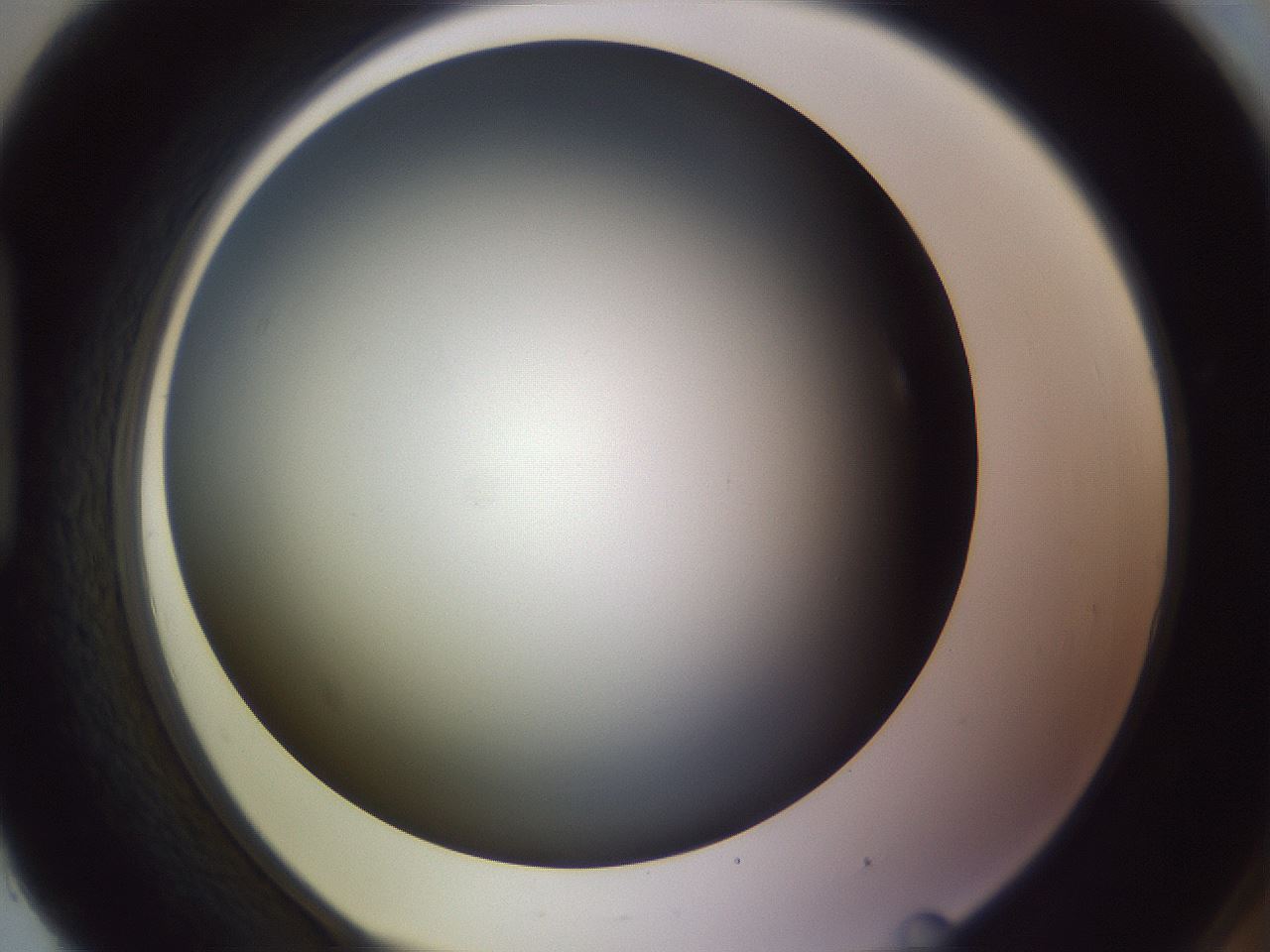 folderID353_plateID1353_batchID4708_wellNum93_profileID1_d1_r81800_ef.jpg