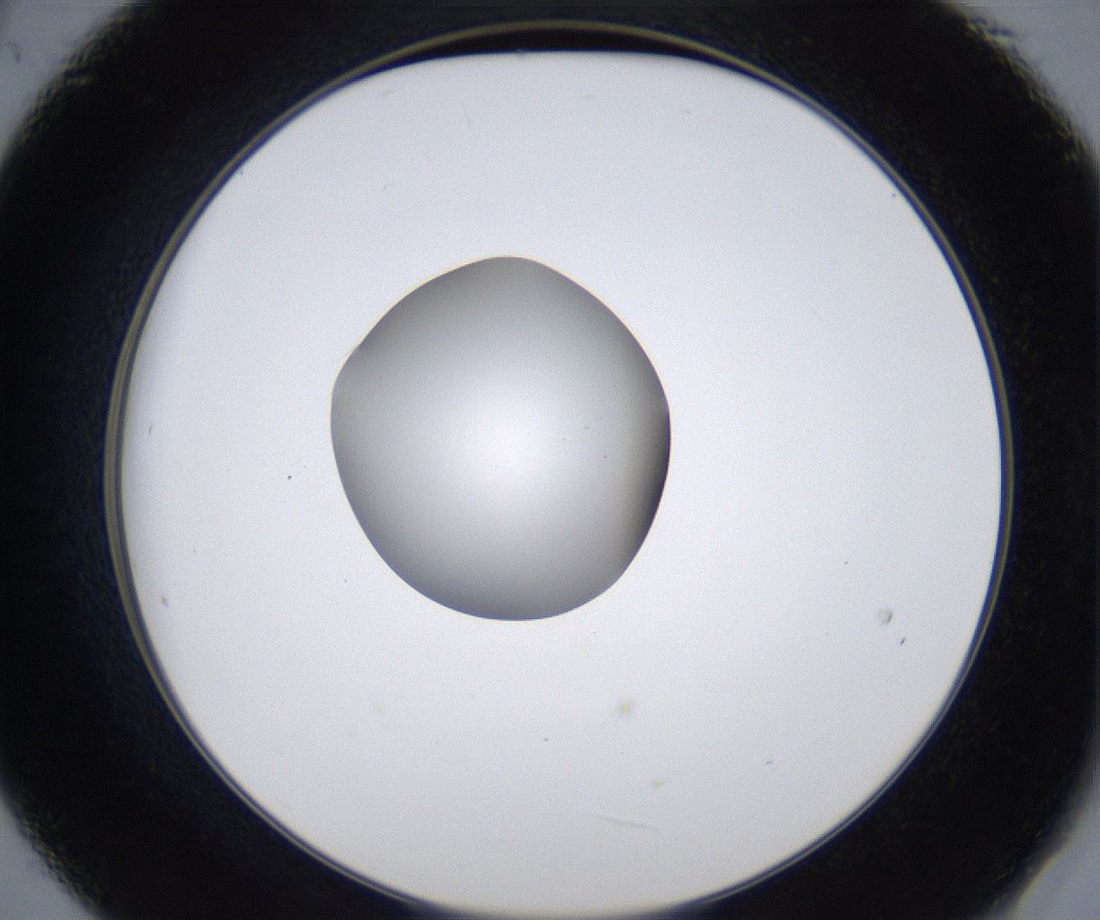 folderID353_plateID2353_batchID11075_wellNum21_profileID1_d2_r166572_ef.jpg