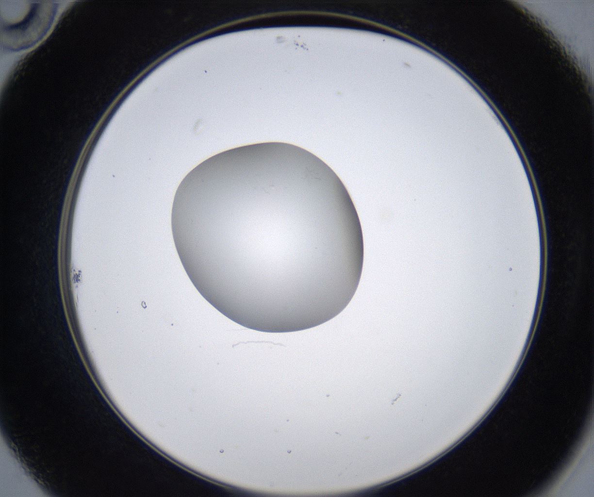 folderID353_plateID2353_batchID11075_wellNum22_profileID1_d2_r166574_ef.jpg