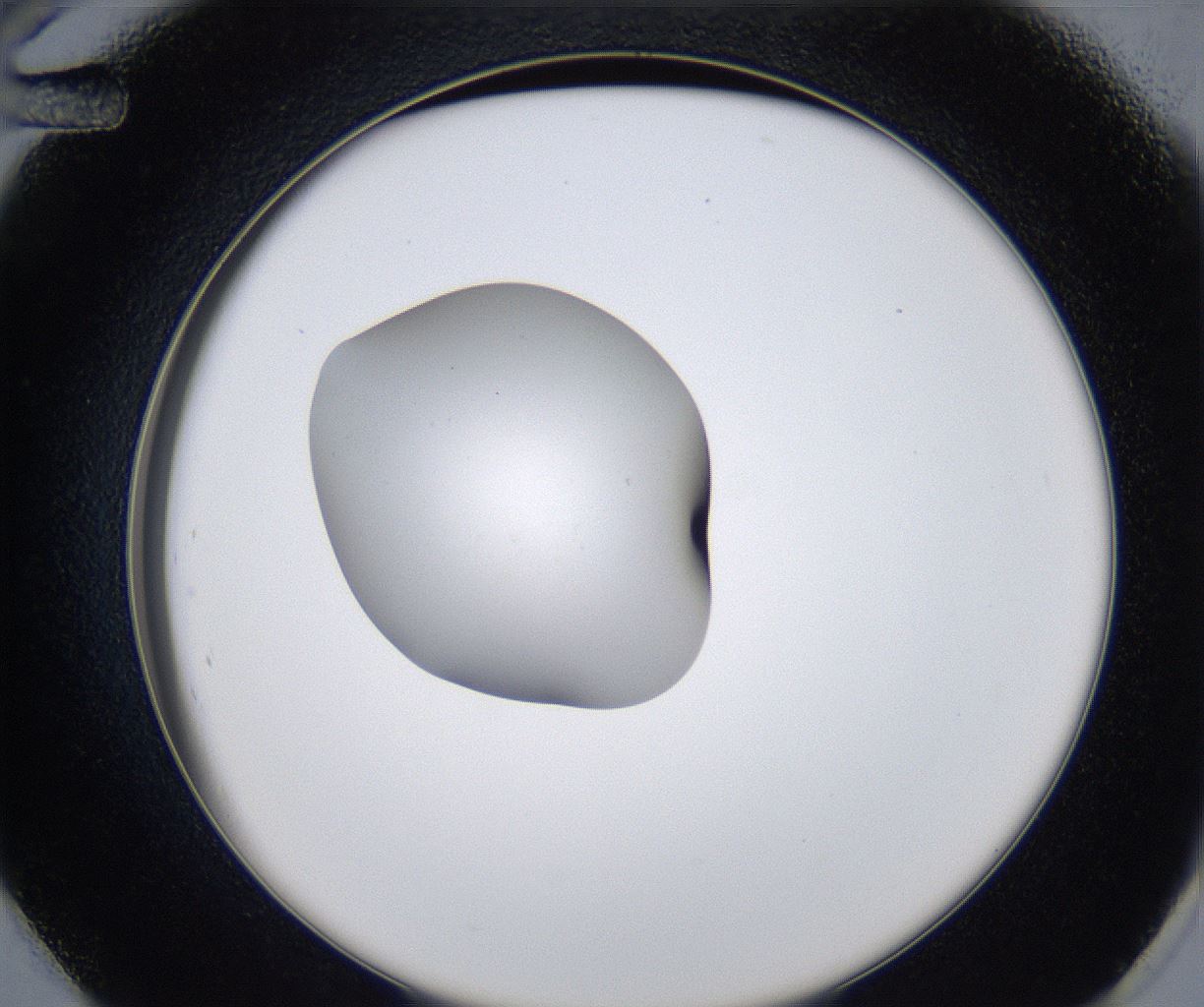 folderID353_plateID2353_batchID11075_wellNum48_profileID1_d2_r166626_ef.jpg
