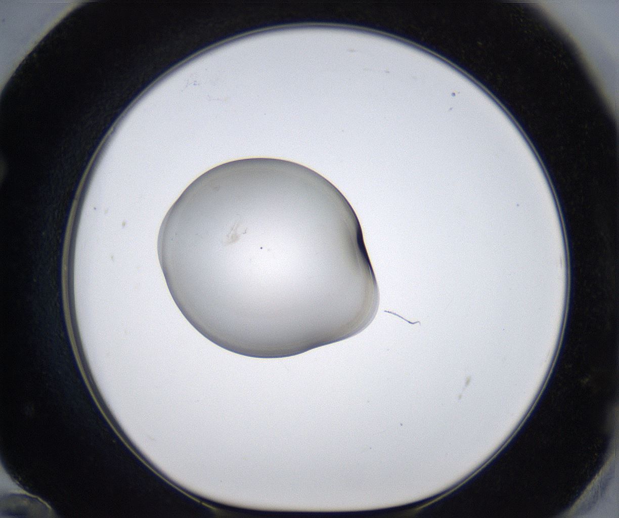 folderID353_plateID2353_batchID11075_wellNum72_profileID1_d1_r166673_ef.jpg