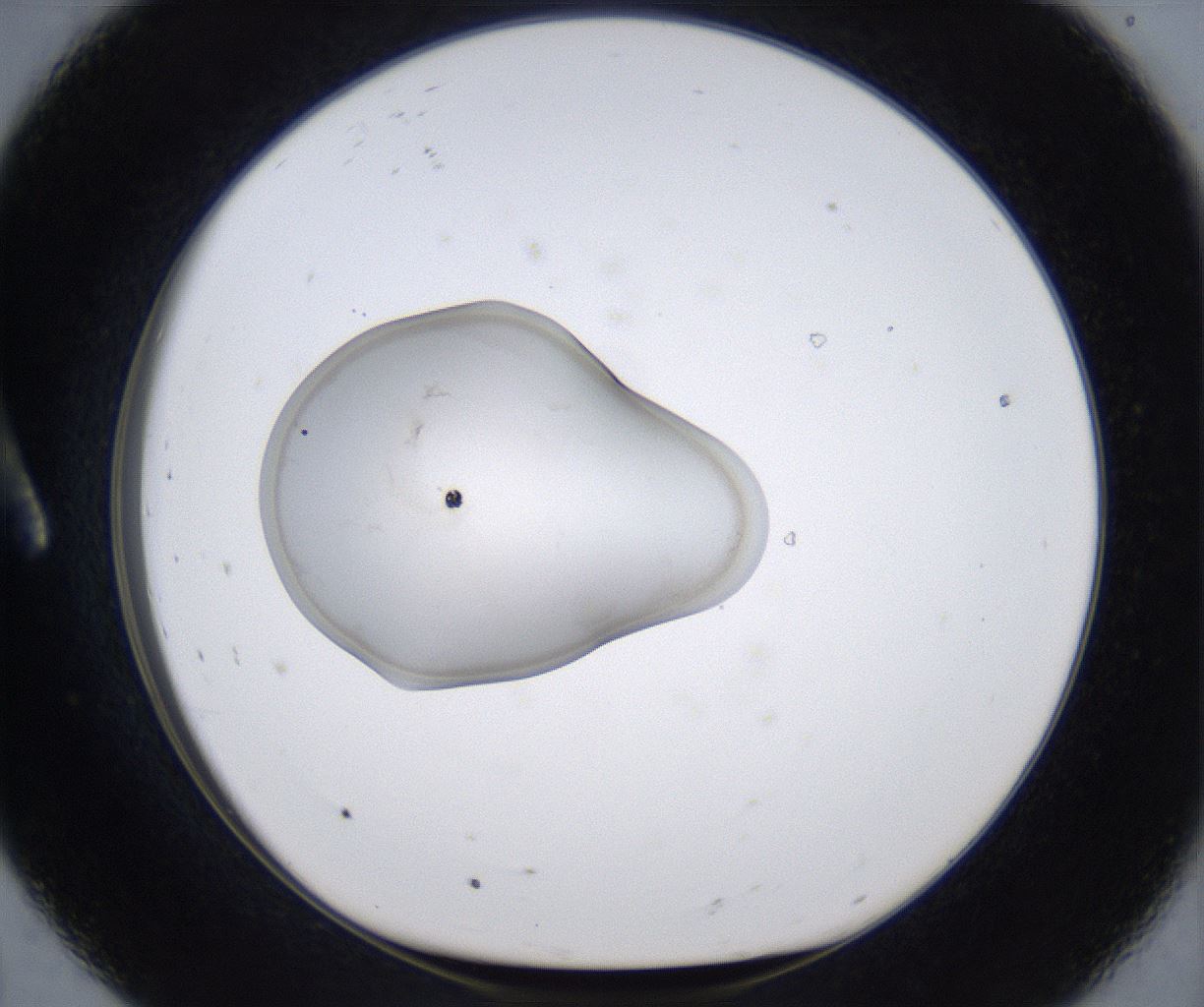 folderID353_plateID2353_batchID11075_wellNum8_profileID1_d1_r166545_ef.jpg