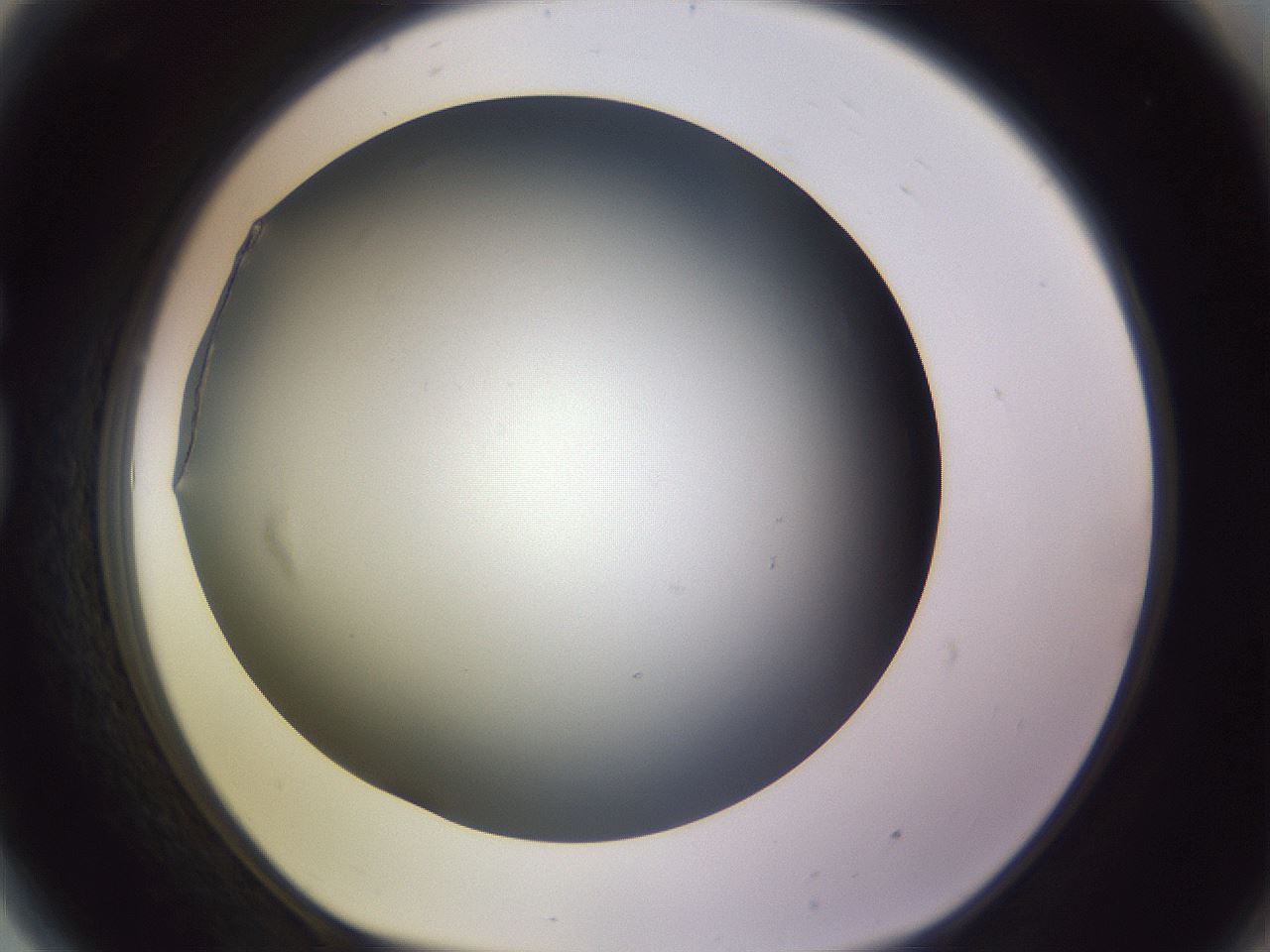 folderID353_plateID1353_batchID4708_wellNum81_profileID1_d1_r81788_ef.jpg