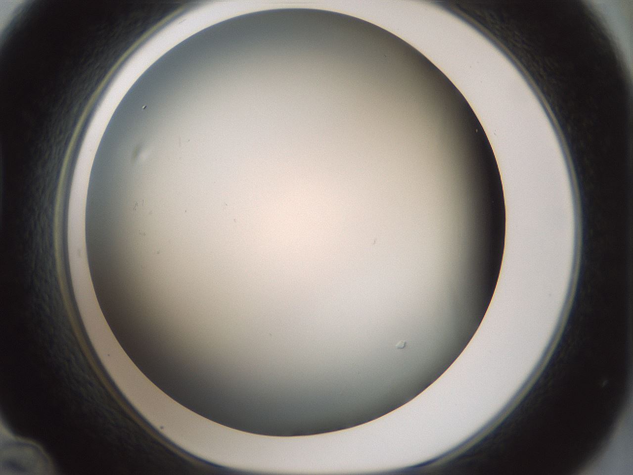 folderID354_plateID1354_batchID4707_wellNum48_profileID1_d1_r81659_ef.jpg