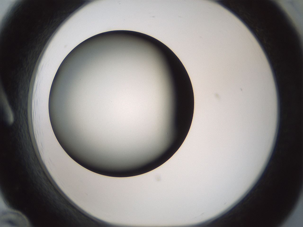 folderID354_plateID1354_batchID4707_wellNum12_profileID1_d1_r81623_ef.jpg