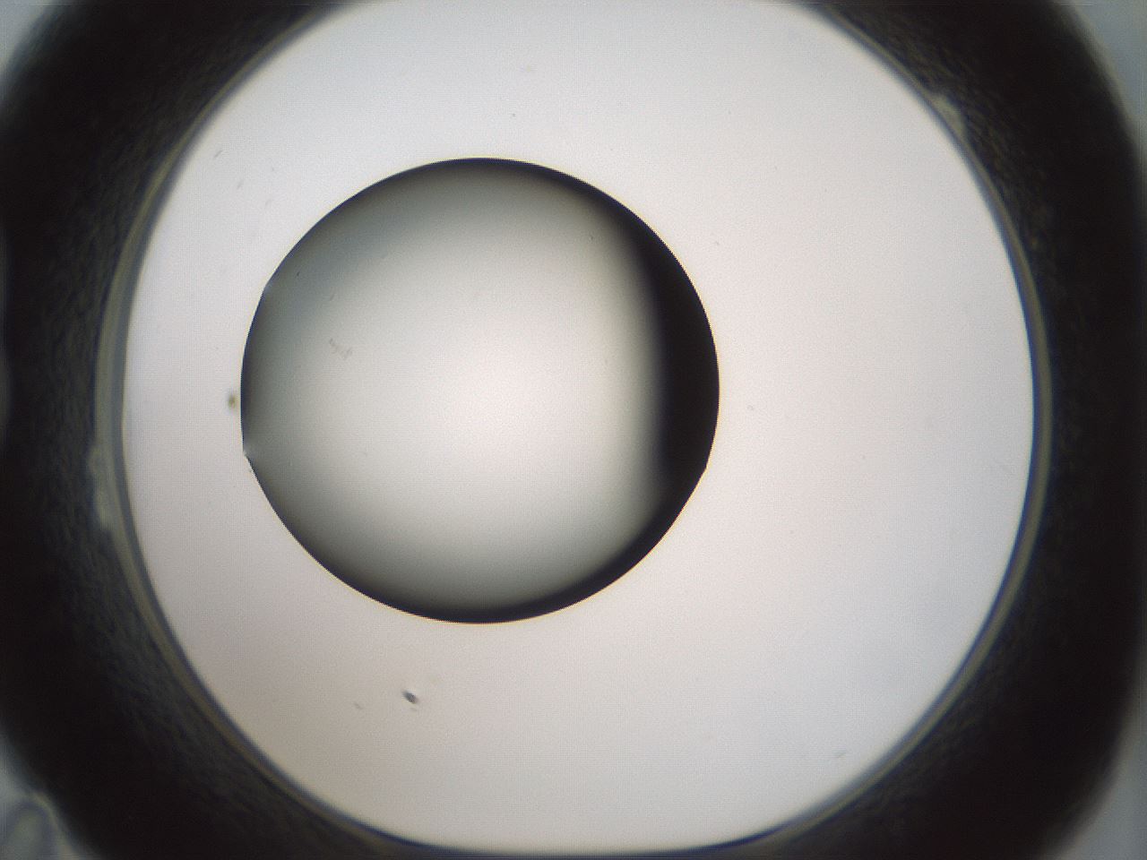 folderID354_plateID1354_batchID4707_wellNum23_profileID1_d1_r81634_ef.jpg