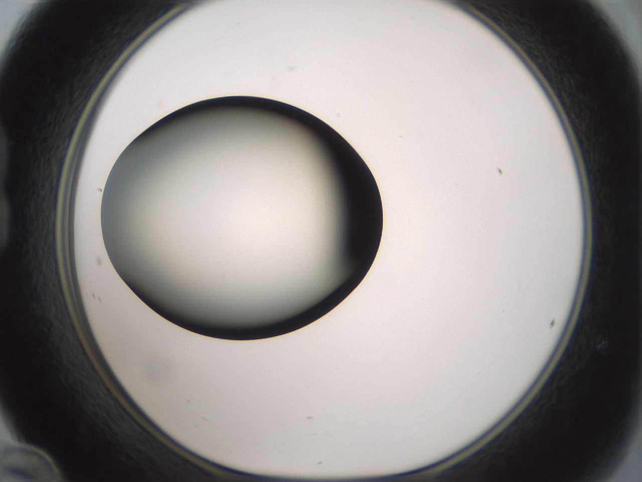 folderID354_plateID1354_batchID4707_wellNum24_profileID1_d1_r81635_ef.jpg